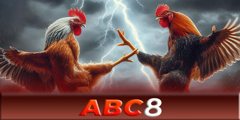 Đá gà ABC8 - Cách xem trận đấu đỉnh cao cùng đá gà ABC8